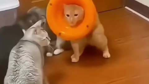 "Most Funny Cat Moments"