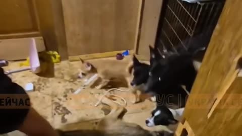 Woman Found Keeping Wolf in Her Kyiv Apartment After Being Bitten and Showing Up to Hospital