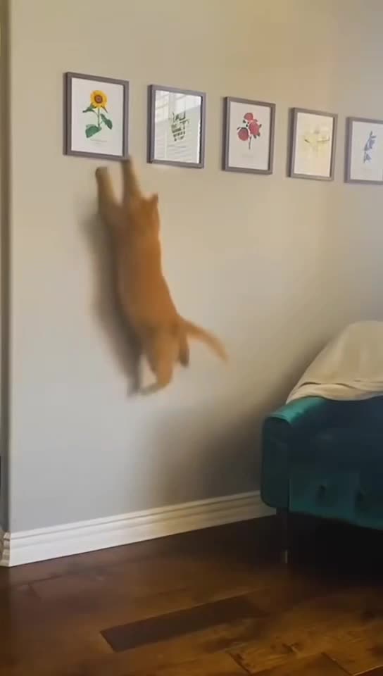 Funny funny Cat Cat Cat