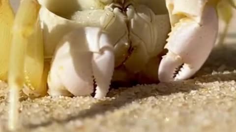 🦀 This Crab Walked Sideways So Smoothly… It’s Weirdly Satisfying 😮✨