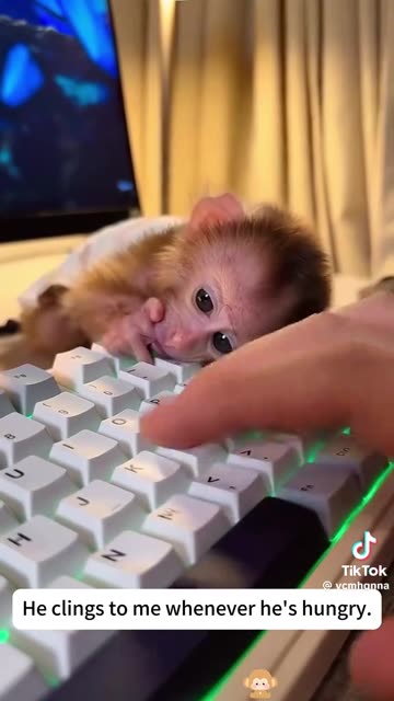 MONKEY BUSINESS THURSDAY 2.12.26