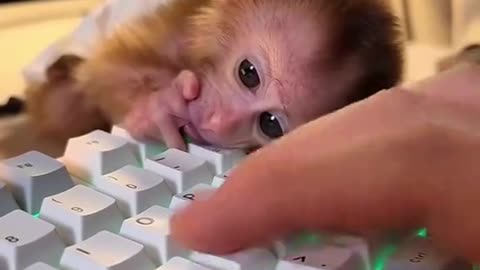 MONKEY BUSINESS THURSDAY 2.12.26