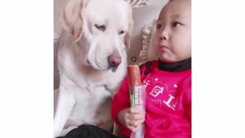 Dog need this