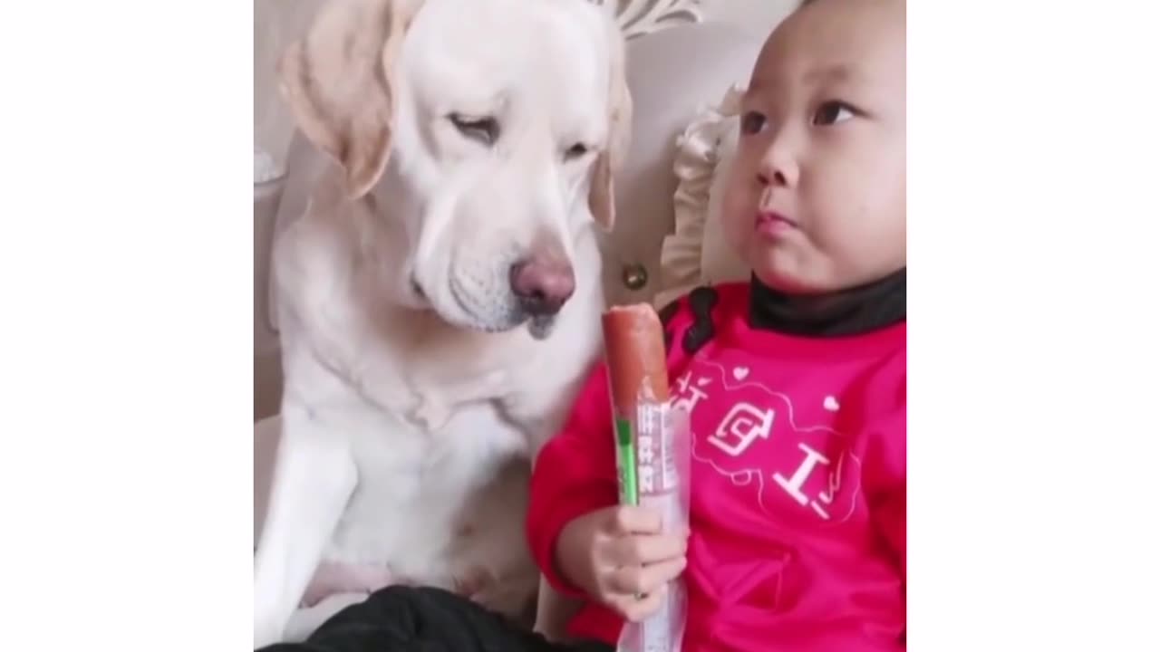 Dog need this