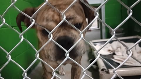 Bouncy Bugs 7mos. Pet Id 949846 kennel 8 HSSAZ shelter quite a friendly little fella20251128173625