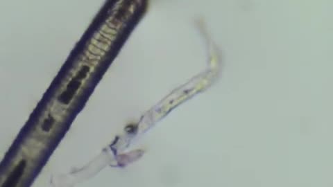 Kroger Frozen Popsicle Under A Microscope (NOT Alive)