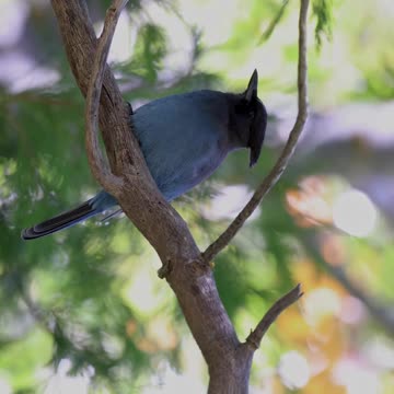 blue jay birds #shorts #birds #wildlife #nature #wildlifediversity