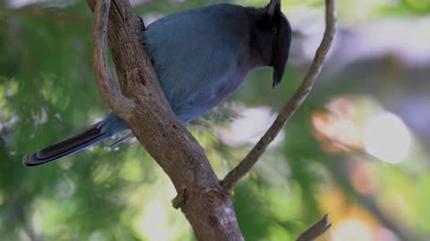 blue jay birds #shorts #birds #wildlife #nature #wildlifediversity