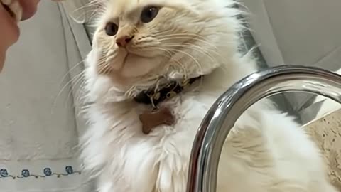 My Cat's Is Confused 😹🤔🤭🤣