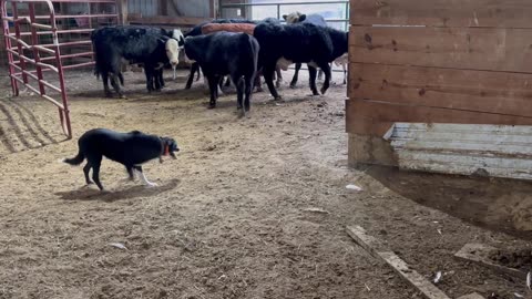 Wendy-Sue, 1/6/2026-3