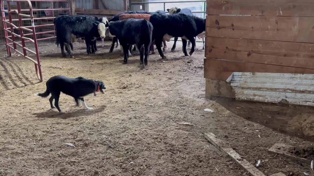 Wendy-Sue, 1/6/2026-3