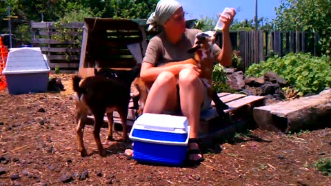 Baby Goats - Hawaii 2015