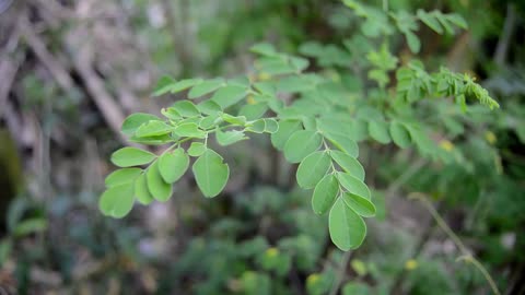 Benefits of Moringa