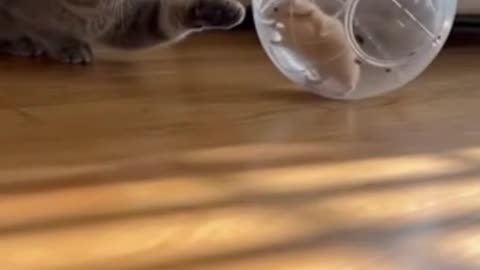 😸🐹 Cat and Hamster Friendship 🐾 | Unexpected Adorable Moment | Cute & Funny Animal Video