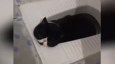 Adorable cat dancing &trying to drink water got stuck in toilet 🚽, 🤕