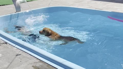 Mischievous Golden Retriever Nips Foot and Plays Dumb
