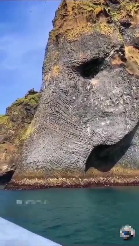PETRIFIED GIANT ELEPHANT
