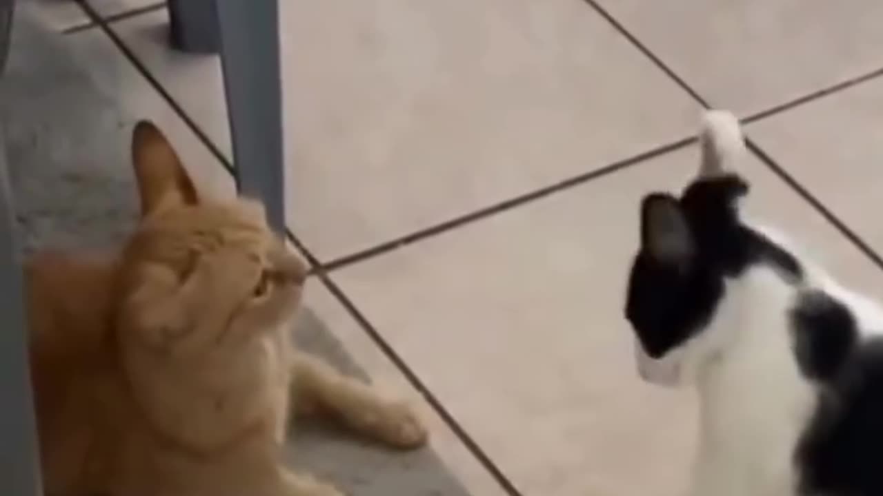 Animal funny video 47
