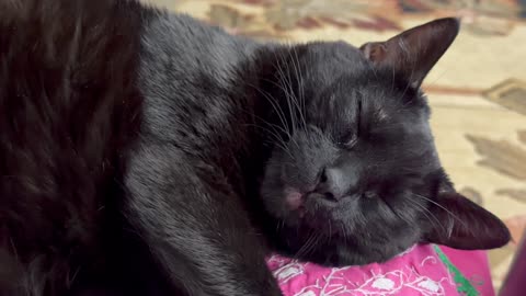 Cute Precious Piper is Quietly Sleeping - My Adopted Shelter Cat Vlog