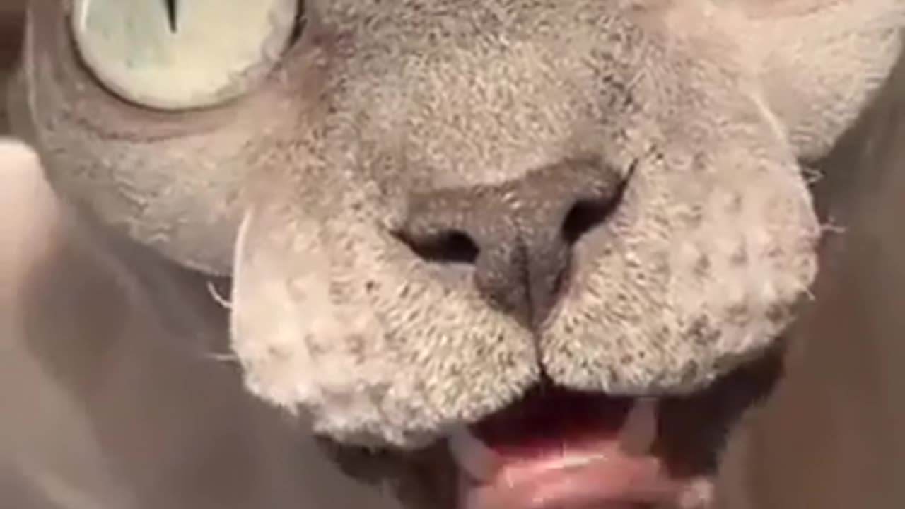 😹🐈 Wait Until You Hear This Cat's Voice Impression! | FunFM
