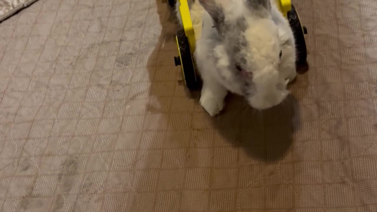 Juniper The Rabbit's Fancy Wheels