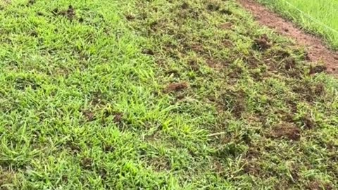 property line dispute