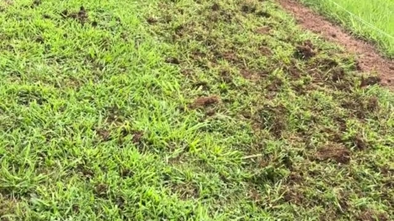 property line dispute