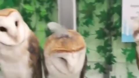 Let me fix this..🦉😅