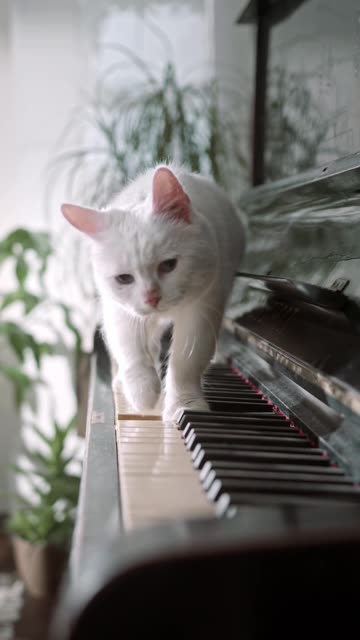 Mozart Who? Cute White Cat Plays Piano Like a Pro! 🎹🐱