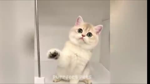 Funny animals video 🤣