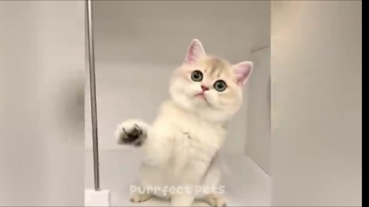 Funny animals video 🤣