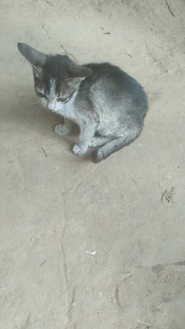 little cat is very funny