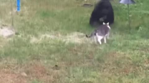 Cat vs bear..
