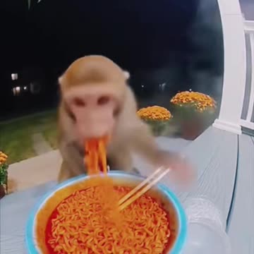 Woow orange and white cat