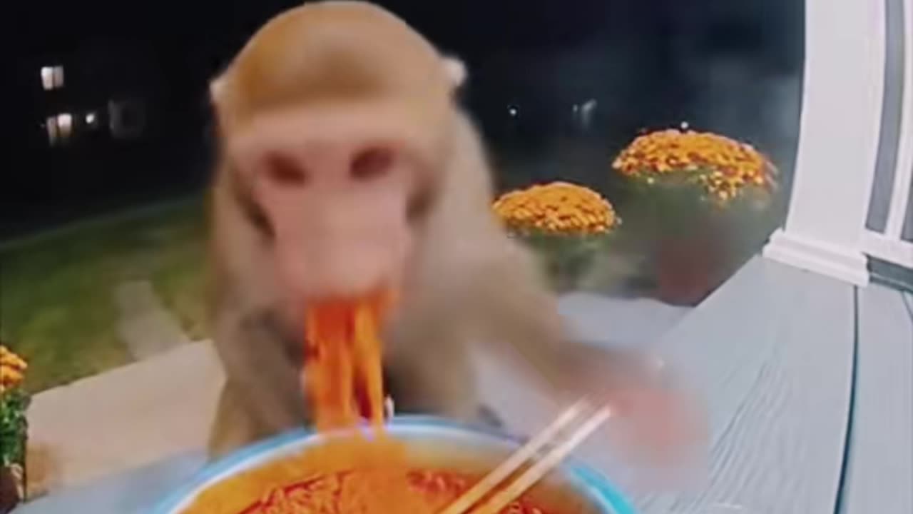 Woow orange and white cat