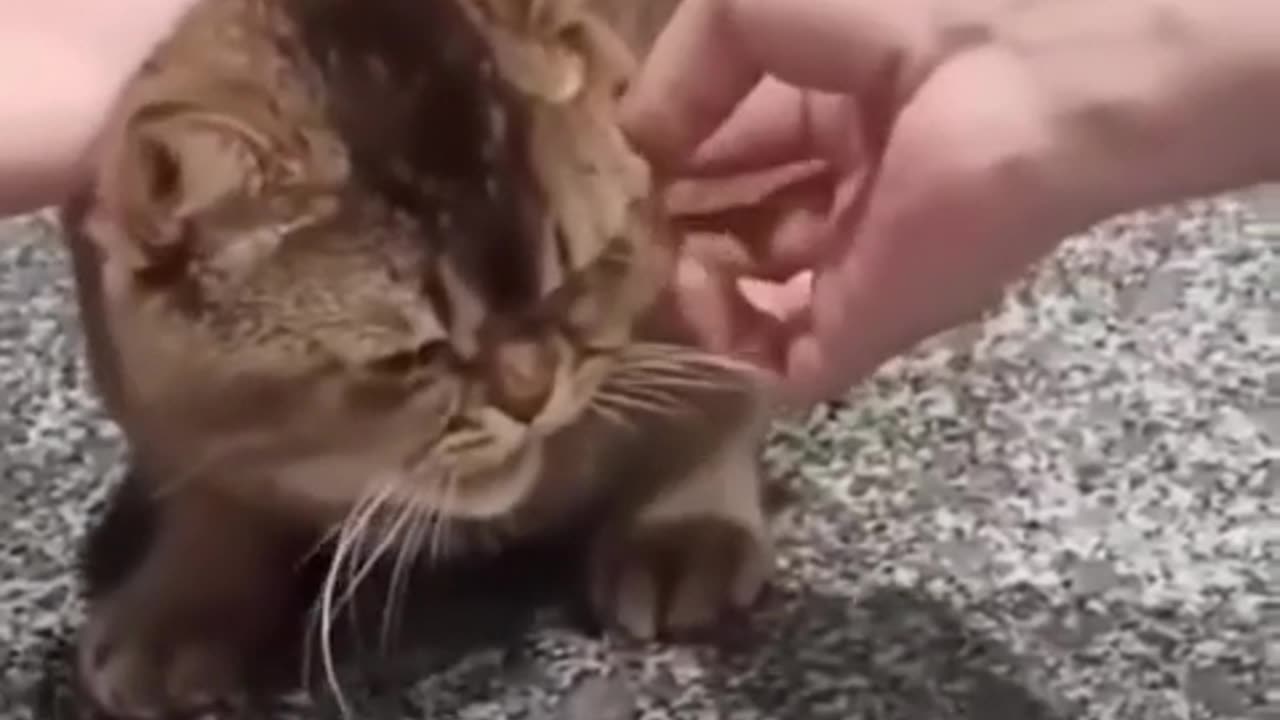 😂💔 Wait For The Shocking Betrayal Moment! Animals Being Derps | FunFM