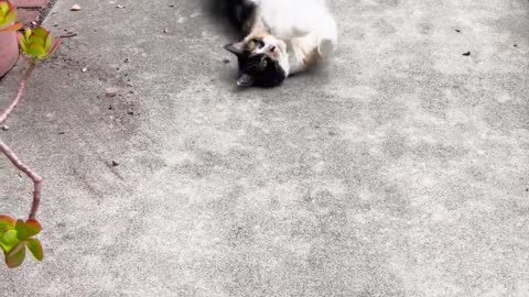 How my neighbor’s cat greets me Good Morning everyday!