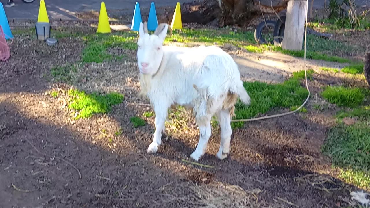 お正月の山羊さん