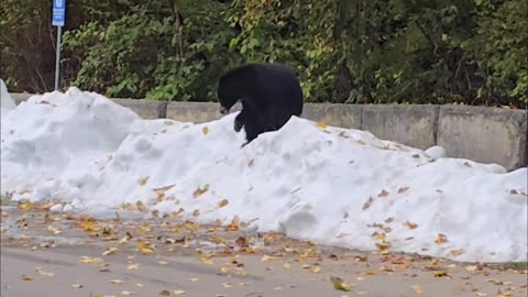 Black Bear Playing Peacefully in the Snow