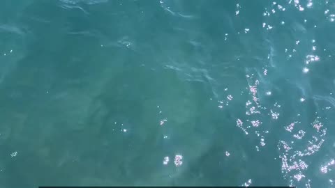 Daily Horoscope | Pisces 🌟