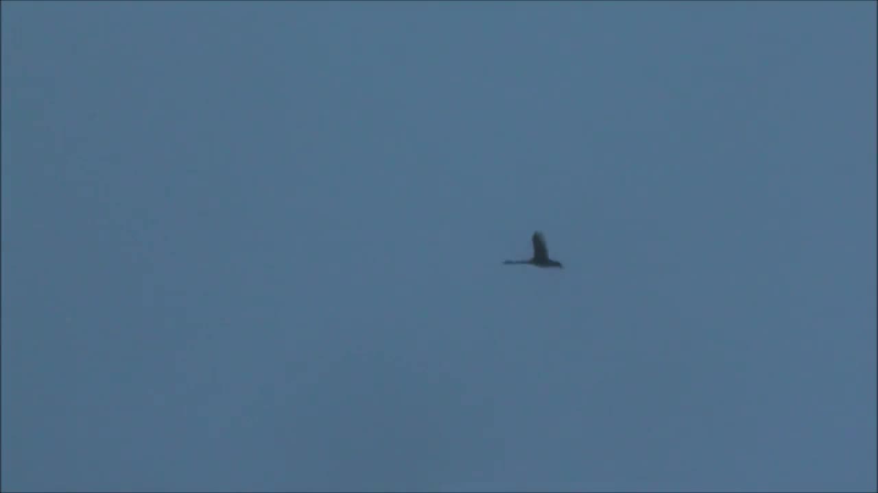 Opening weekend NZ mallard ducks