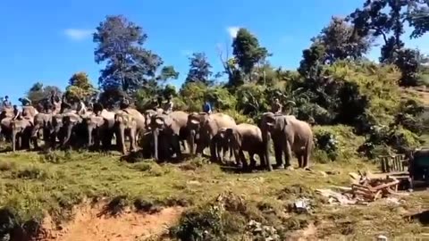 🐘🇲🇲 Myanmar War | KIA Forms New Logistics Unit in Shwegu Township | RCF