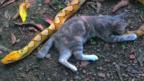 It's a sunny day and this cat and snake are about to play