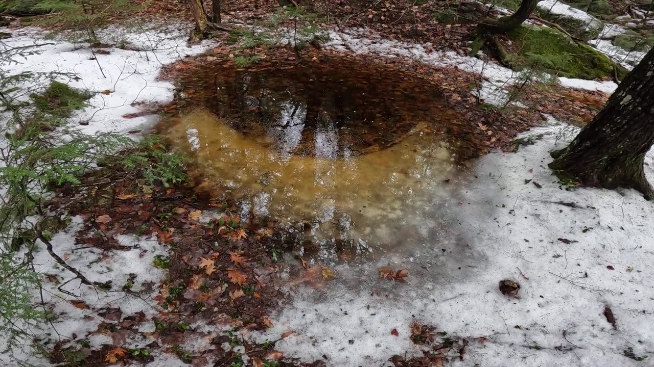 Vernal Pool