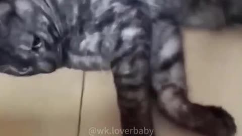 Funny cats and animals videos