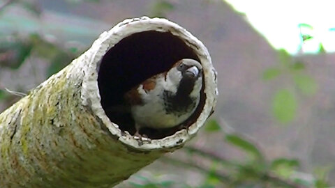IECV NV #778 - House Sparrows Enjoying Some Bird Seed 4-1-2019