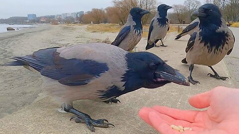 Hand Feeding Grey Crows on a Grey Railing by a Grey Beach on a Grey Day
