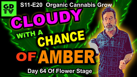 S11-E20 - Day 64 of Flower: Organic Cannabis Grow: QCS Black Bud, Frosted Gelatto, Runtz, & Biscotti