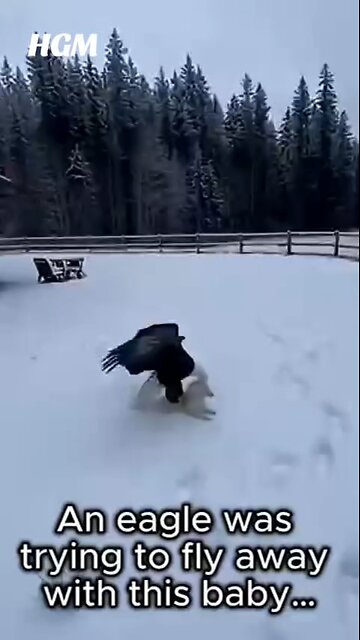 Dabrand hgm knows show