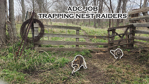 ADC NEST RAIDER JOB! Trapping Raccoons, Opossums, and Coyotes | S5 Ep 23